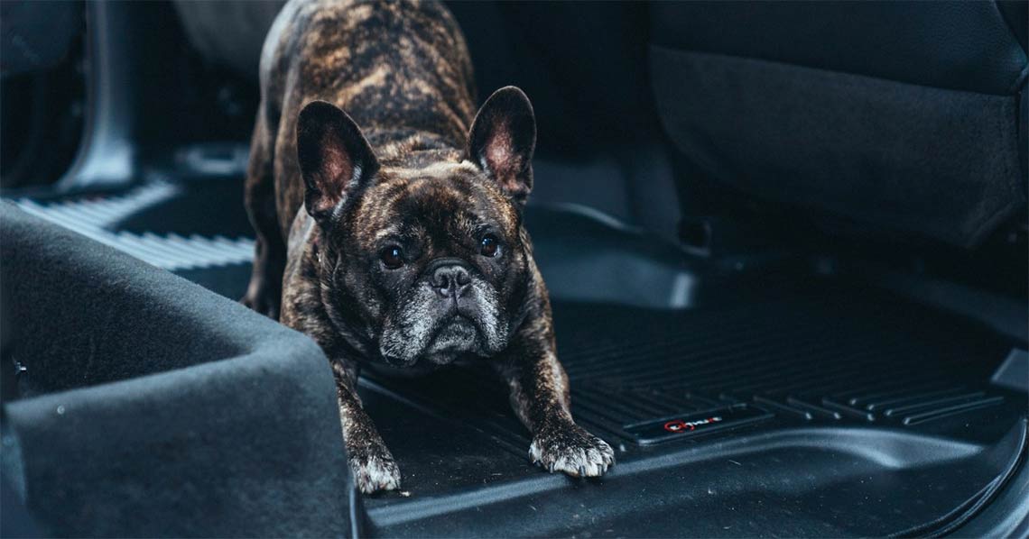 Floor Mats vs Floor Liners